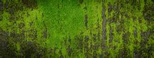 Green Moss Background Free Stock Photo - Public Domain Pictures