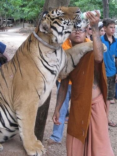 Tiger Temple in Kanchanaburi | Things to do in Kanchanaburi Thailand