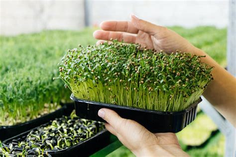 Microgreen Farming: How to Grow Microgreens for Profit