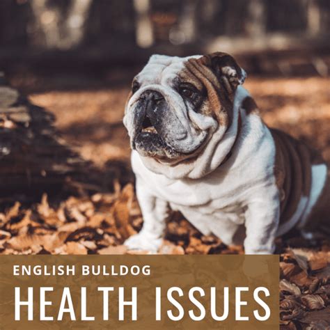 Raising Awareness About English Bulldog Health Issues - PetHelpful