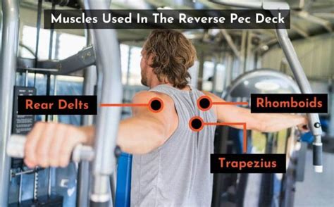 5 Best Reverse Pec Deck Alternatives (With Pictures) | PowerliftingTechnique.com