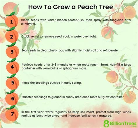 how to grow a peach tree info sheet with instructions for growing peaches in the garden