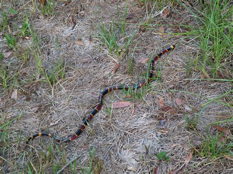 Coral Snake - Florida Photograph by Roy Erickson - Fine Art America