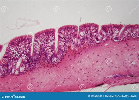 Ciliated Epithelium Under the Microscope. Stock Image - Image of cilium ...