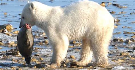 Groenlandia: Los osos polares comen focas contaminadas - RegeneraciónMX