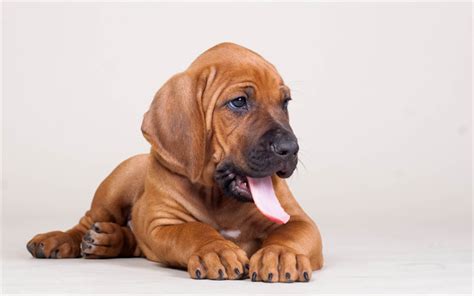 Download wallpapers Bloodhound, puppy, pets, dogs, small bloodhound, cute animals, Bloodhound ...