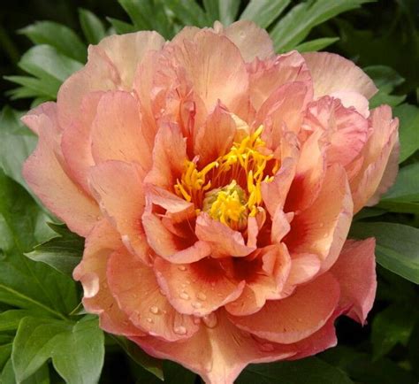 Peony Kopper Kettle (Primrose Hall Nursery) Itoh Hybrid Paeonia | Itoh peonies, Peonies garden ...