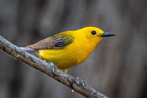 Passerine Birds — Brian Tennessen Photography