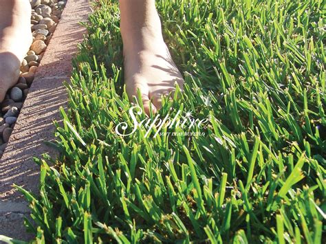 Best Grass for Sydney Climate | myhomeTURF