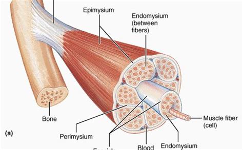 fascicle - Google Search | Anatomy and Physiology 1 - PTA | Pinterest | Fiber, Search and Muscle