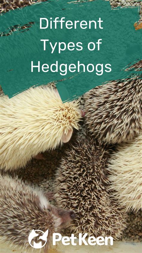 17 Different Types of Hedgehogs (With Pictures) | Hedgehog pet, Hedgehog, Hedgehog breeders