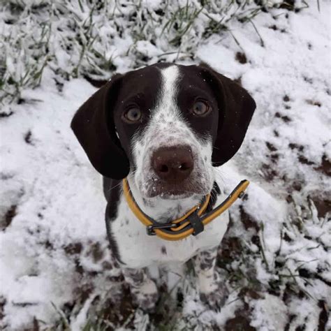 19 English Springer Spaniel Mixes Who Will Steal Your Heart!