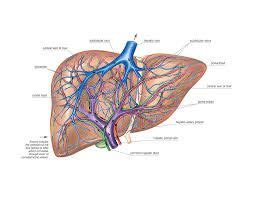 portal triad anatomy - بحث Google‏ | Liver, Triad, Image