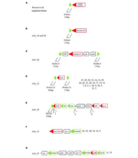 | Schematic representation of other resistance genes associated with ...