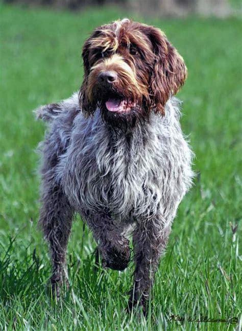 Wirehaired Pointing Griffon - Wikipedia