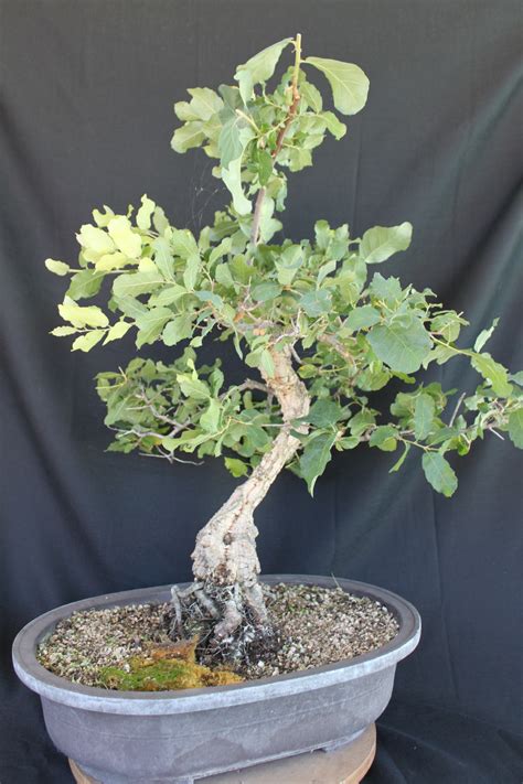 Oak Bonsai | kuromatsubonsai.com