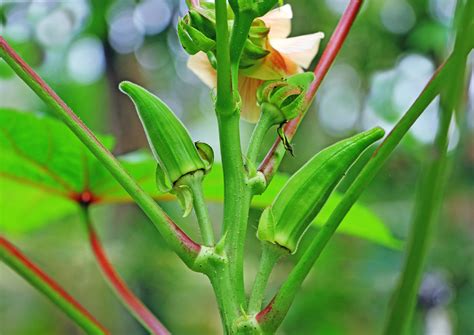 Introduction to Okra - Food Gardening Network