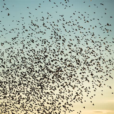 Flock of swarming bramblings at dusk – Photography Occasionally