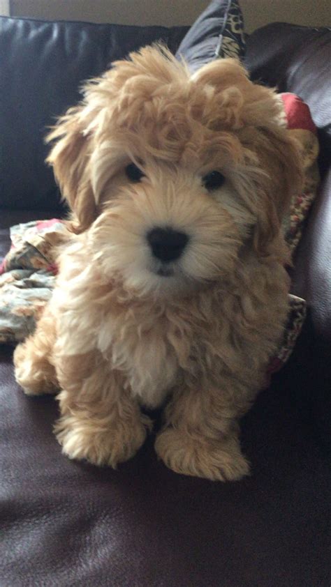 Charlie is a 3 month old Mini Whoodle (Wheaten Terrier Poodle Mix) Terrier Poodle Mix, Poodle ...