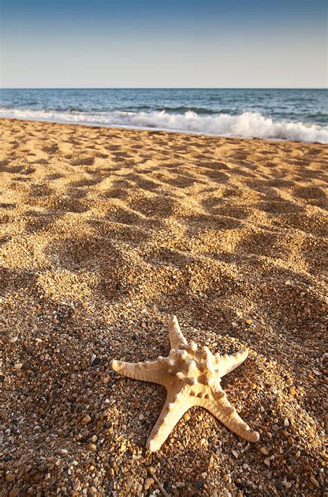 Starfish on the Beach Photograph by Graham Custance | Fine Art America