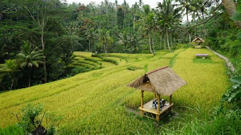 Ubud - cultural centre of Bali - JOEJOURNEYS