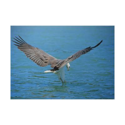 Poster White-bellied Sea Eagle hunting, Langkawi island, Malaysia - PIXERS.NET.AU