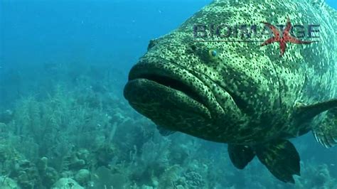 Goliath grouper attack - El mero gigante - YouTube