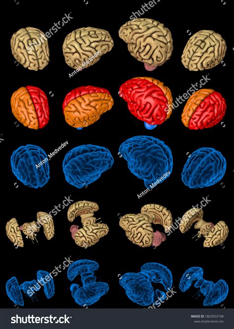 Set Isolated Brain Renders Whole Split Stock Illustration 1863553198 | Shutterstock