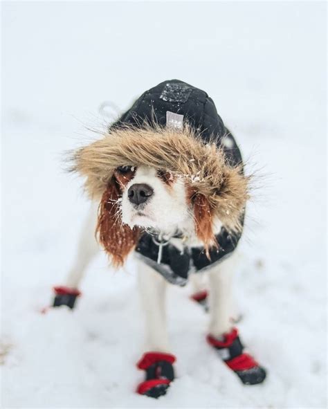 Pin by Judith Prather on Cavalier King Charles Puppies | Dog obsessed ...