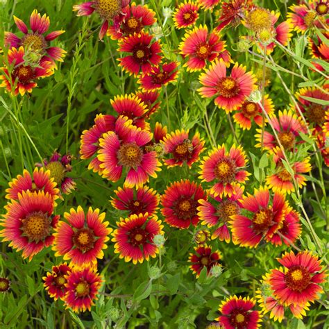 Blanket Flower (Gaillardia Aristata) - Annie's Heirloom Seeds