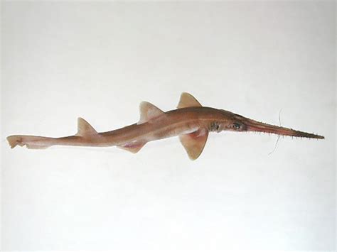 Common Sawshark, Pristiophorus cirratus (Latham, 1794) - The Australian ...