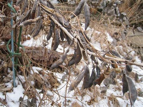 Baptisia australis (Blue False Indigo, Blue Wild Indigo, False Indigo, Wild Indigo) | North ...