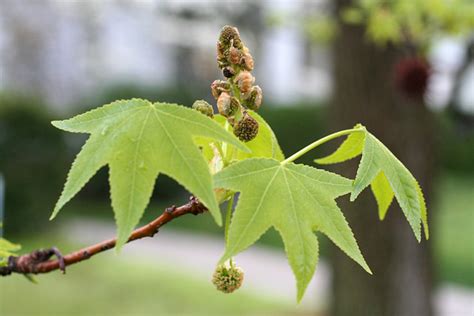 Tree Flowers 6: Sweetgum