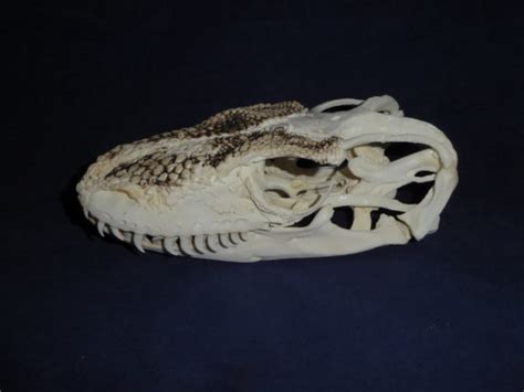 Komodo Dragon Male Skull - Skeletons and Skulls Superstore