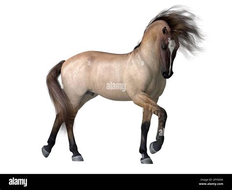 The Grulla Dun is a coat color of many different breeds of horses and ...