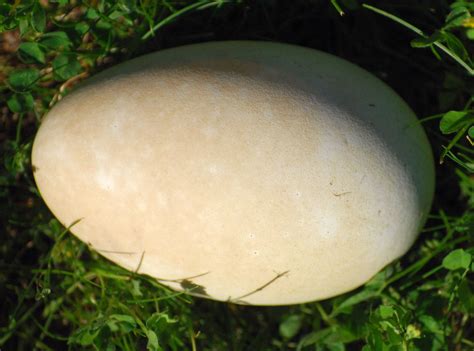 Canadian Goose Egg? | This egg was found on the shoreline of… | Flickr