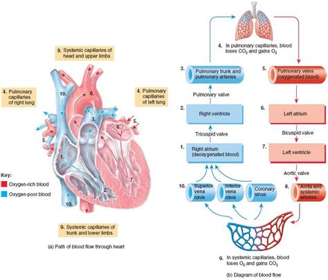 Systemic and Pulmonary Circulations | Pulmonary, Basic anatomy and physiology, Human anatomy and ...