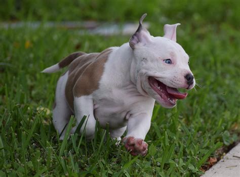 Best Extreme Pocket American Bully Puppies For Sale | by BULLY KING ...