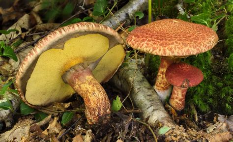 Suillus spraguei: The Ultimate Mushroom Guide