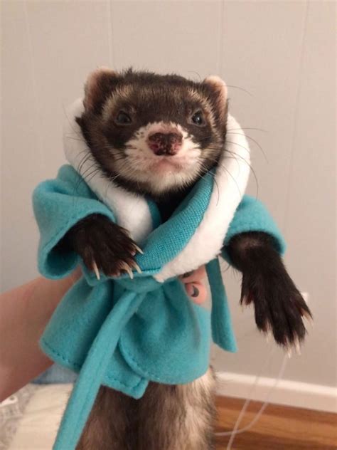 Best Ferret Halloween Costumes – The Modern Ferret