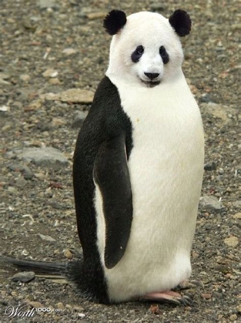 Emporer Panda : r/HybridAnimals