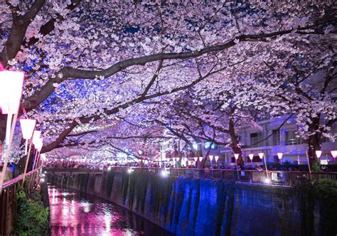 5 Best Cherry Blossom Festivals in Tokyo 2020 - Japan Web Magazine