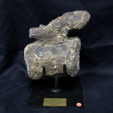 Camarasaurus Dinosaur Bone #3 $795.00 Description Camarasaurus Tail Vertebrae Jurassic (145 ...