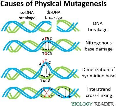 Mutagen Biology