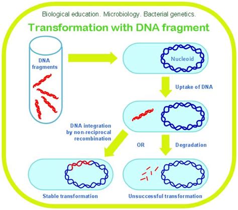 Microbiological diagram sample: Bacterial transformation with DNA fragments. | Science and ...