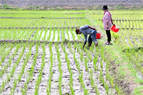 Petani Melakukan Pemupukan Padi Dengan Pupuk Urea dan NPK, Foto 2 #1940241 - TribunNews.com