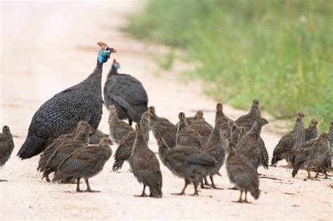 Guinea Fowl Chicks Exporter,Guinea Fowl Chicks Supplier from Chennai India