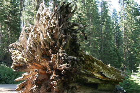 Giant Redwood Trees In California Free Stock Photo - Public Domain Pictures