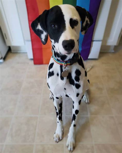 42+ Dalmatian Mix Breeds : Spot The Right Partner For You - Pet Care Stores