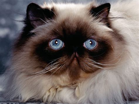 Blue eyes Himalayan cats wallpapers and images - wallpapers, pictures, photos